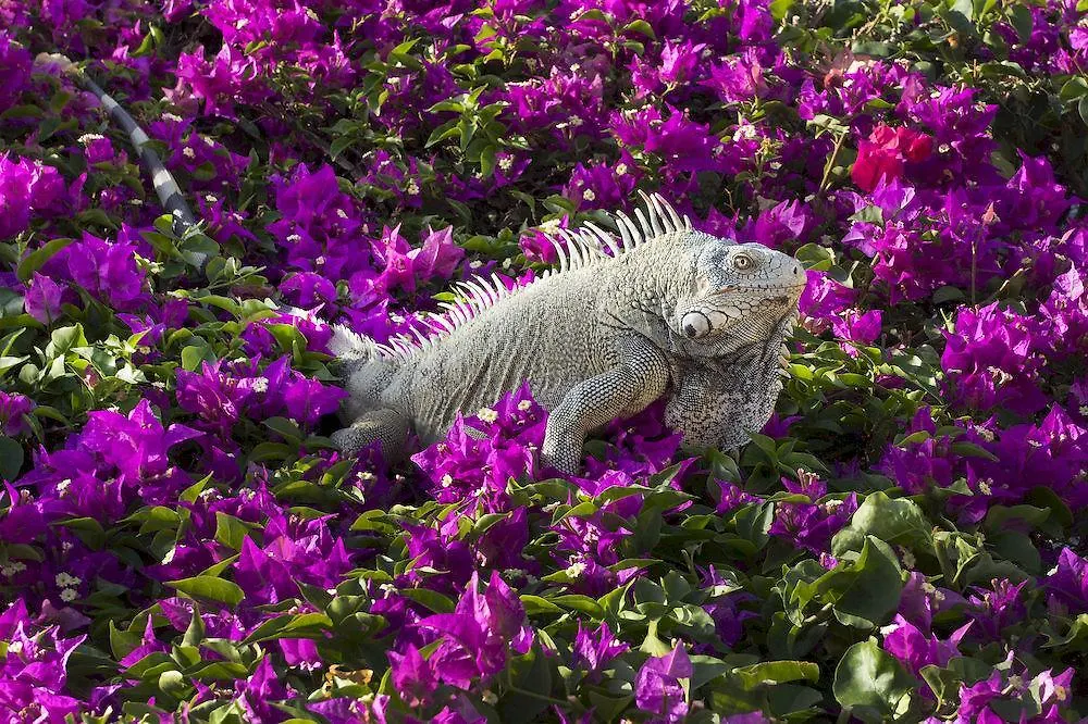 Ferienpark Bon Bini Resort Curacao Willemstad